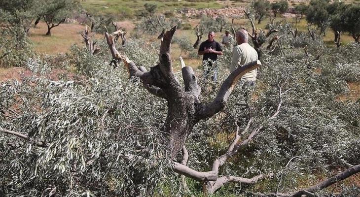 اعتداءات المستوطنين على أشجار الزيتون في الضفة
