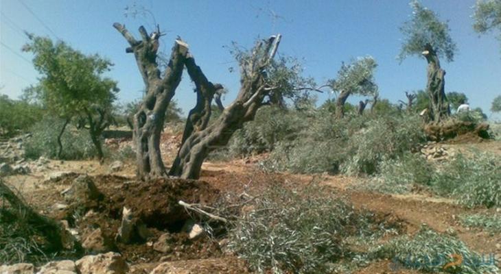 مستوطنون يقتلعون أشجار الزيتون في سلفيت