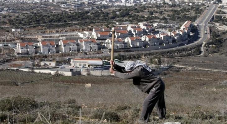 مزارع فلسطيني يعتني بأرضه التي يهددها الاستيطان.jpg