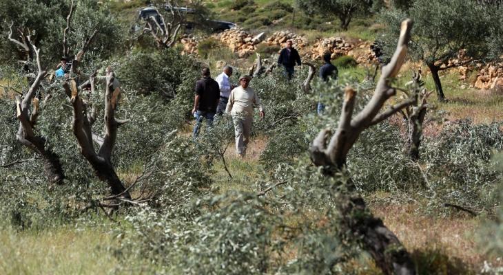 الاحتلال يقتلع اشجار زيتون في ترقوميا