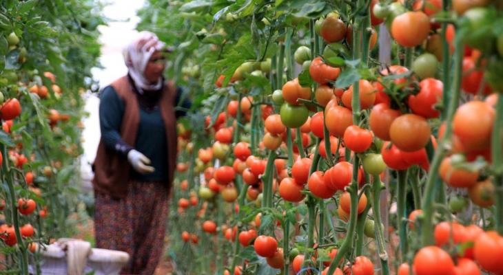 سيدة تركية تجني محصول الطماطم من حقلها.jpg