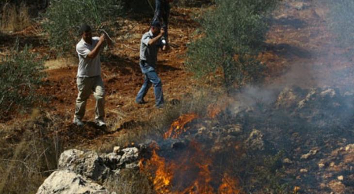إحراق أشجار زيتون - أرشيفية.jpg