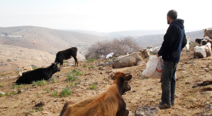 أبقار في الأغوار الشمالية