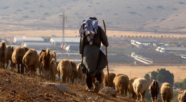 مزارع فلسطيني يرعى أغنامه في الضفة الغربية.jpg