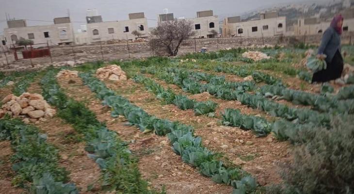 تخريب محاصيل المواطنين في بيت لحم