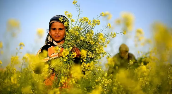 الربيع في فلسطين.webp