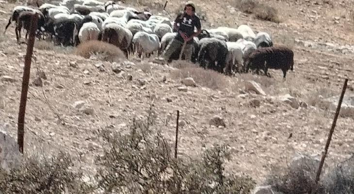 مستوطنون اعتداء