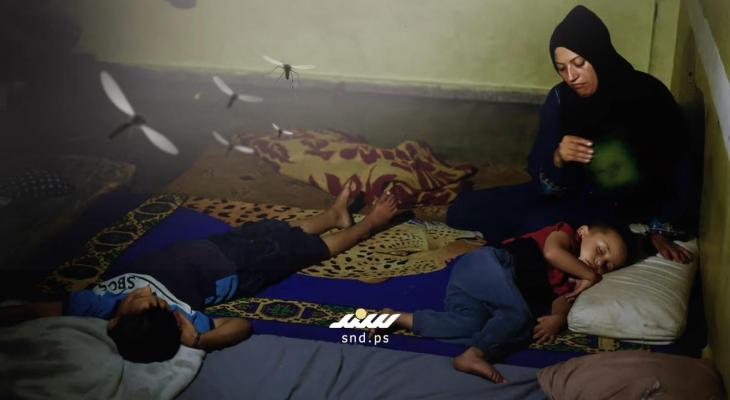 معاناة المواطنين مع البعوض في غزة