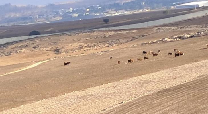 ابقار المستوطنين في أراضي المواطنين في البرج