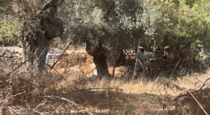 سرقة ثمار الزيتون بالخليل