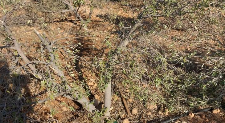 مستوطنون يقطعون 150 شجرة زيتون في بدلا بالأغوار