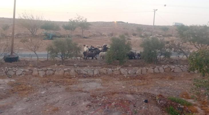 اعتداءات مستوطنين في الزويدين بالخليل.jpg