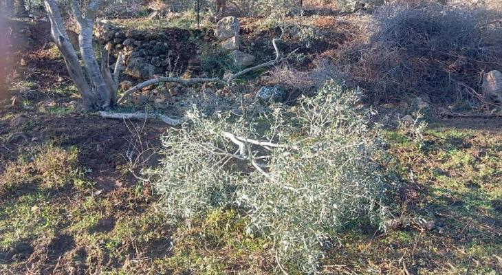 تقطيع أشجار في سلفيت