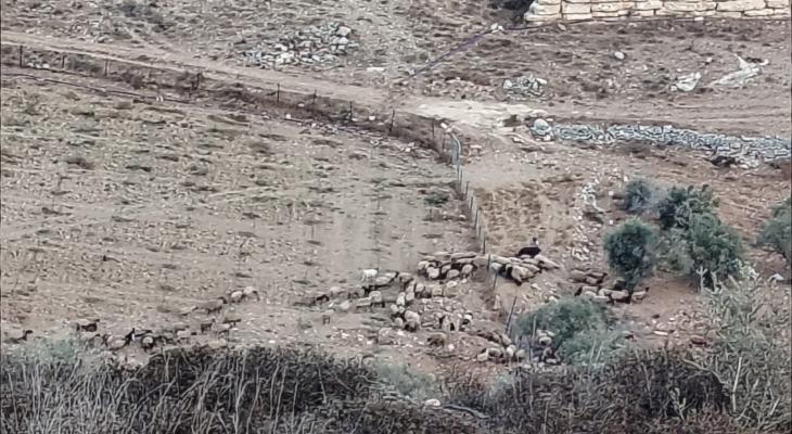 مستوطنون يدمرون مزرعة في نابلس