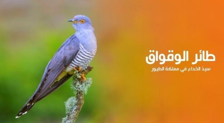 الوقواق الطائر المخادع بجمالٍ ساحر
