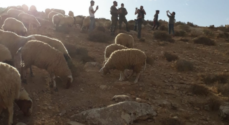 مهاجمة رعاة الأغنام.png