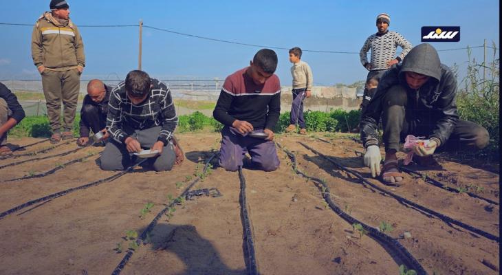 رغم المخاطر مزارعون يستأنفون العمل قرب الخط الأصفر جنوب خان يونس