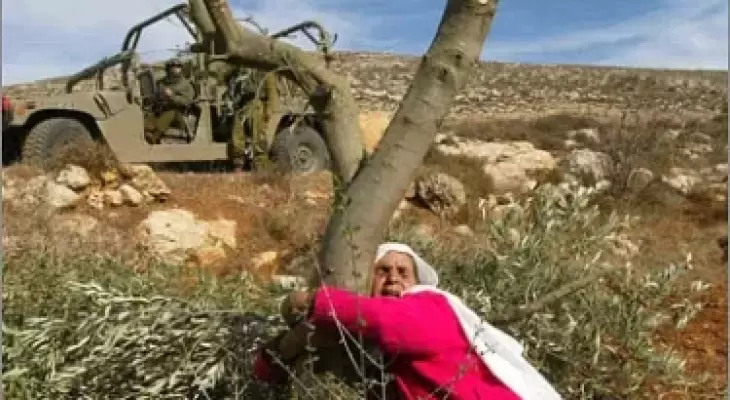 أرضها الزيتون