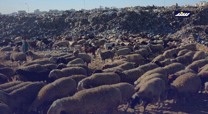 مكبات النفايات بديلاً عن المراعي.. رعاة الأغنام في غزة يكافحون من أجل إنقاذ ماشيتهم