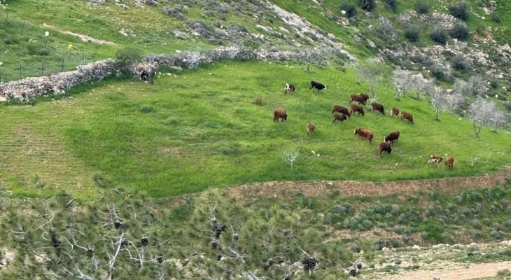 مستوطنون يطلقون ابقارهم