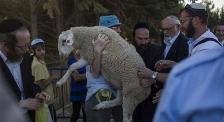 مستوطنون وقرابين حيوانية في القدس