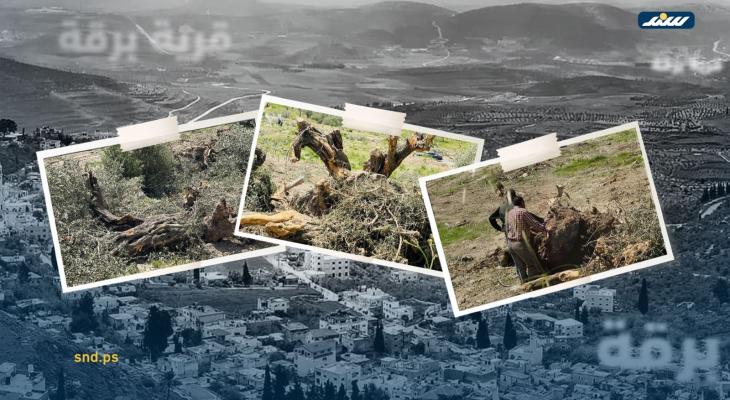 اقتلاع الأشجار في برقة