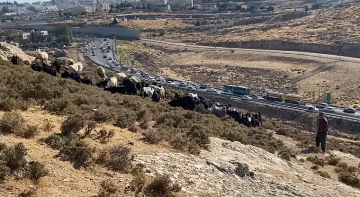 توسيع استيطاني