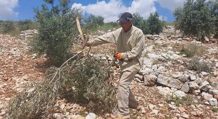 مزارع فلسطيني.jpg