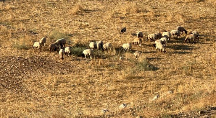 مستوطنون يرعون في أراضي المواطنين