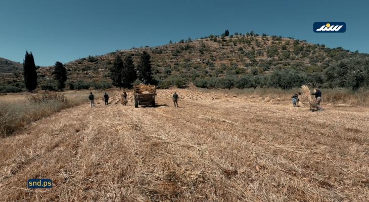 سنجل.jpg