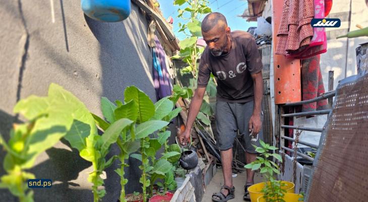 فلسطيني يزرع الخضروات بجوار خيمته في خانيونس لتأمين لقمة العيش لعائلته