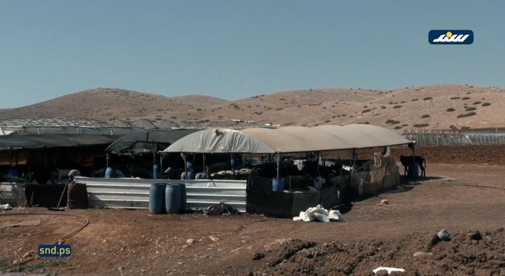 اعتداءات المستوطنين وسياسة الاحتلال في الأغوار الشمالية تهدد بانقراض الثروة الحيوانية