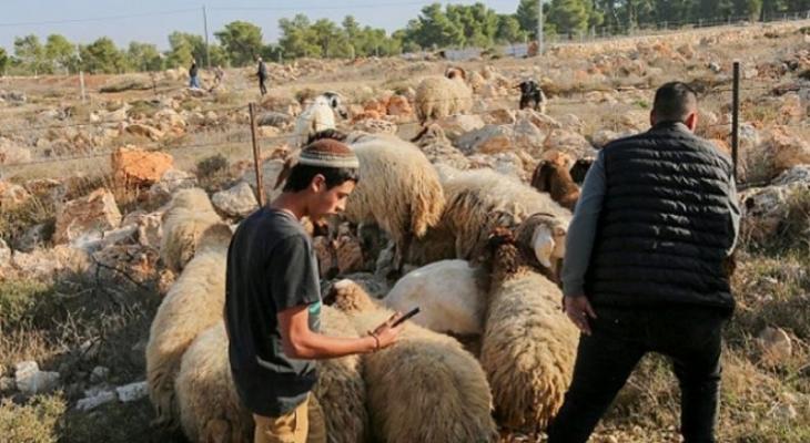 مستوطنون يرعون أغنامهم في أراض فلسطينية.jpg
