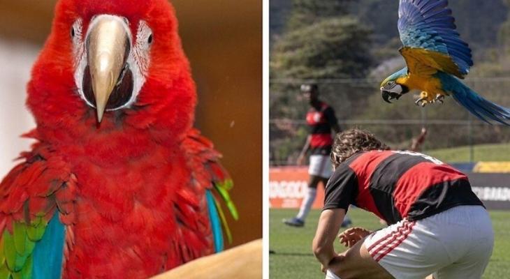 ببغاء يهاجم لاعبًا خلال مباراة في البرازيل