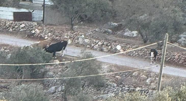 مستوطنون يطلقون أبقارهم بأراضي قراوة بين حسان في سلفيت