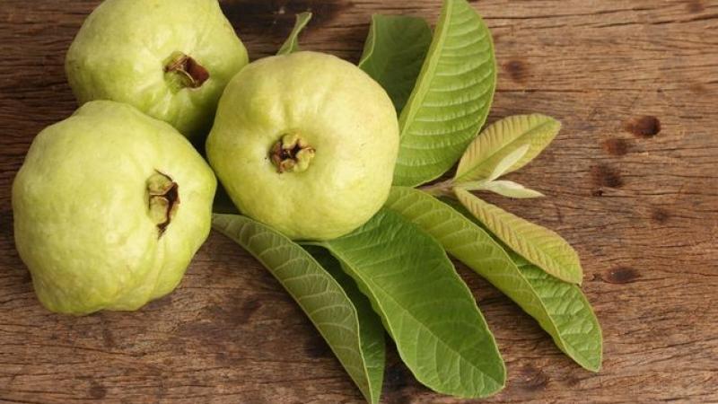 هل أكل الجوافة ليلا يزيد الوزن؟