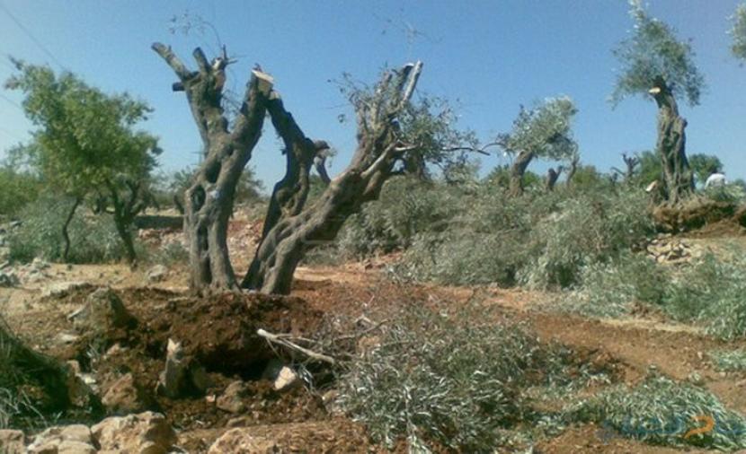 الاحتلال يقتلع أشجار زيتون ويجرف أراضي جنوب جنبن