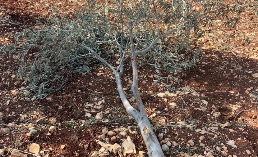 مستوطنون يقطعون أشجارا مثمرة غرب جنين