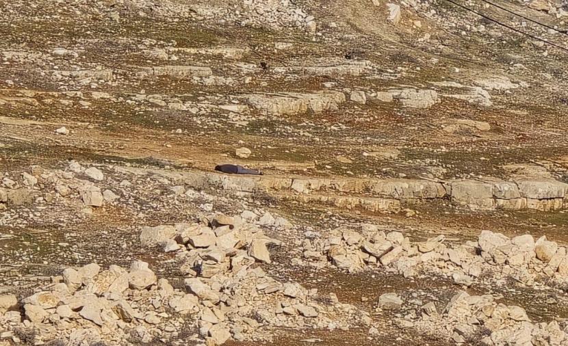 إصابة مستوطن دهساً واعتقال 3 شبان بالقدس