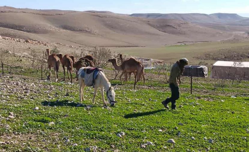 مستوطنون يطلقون مواشيهم بأراضٍ شمال الخليل