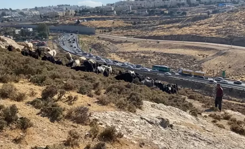 الاحتلال يُوسِّع شارعًا شرق بيت لحم لخدمة المستوطنين