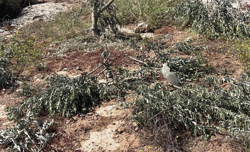 مستوطنون يقطعون 200 شجرة جنوب الخليل