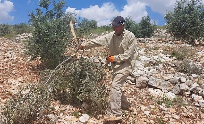 3 اعتداءات جديدة للمستوطنين بمسافر يطا