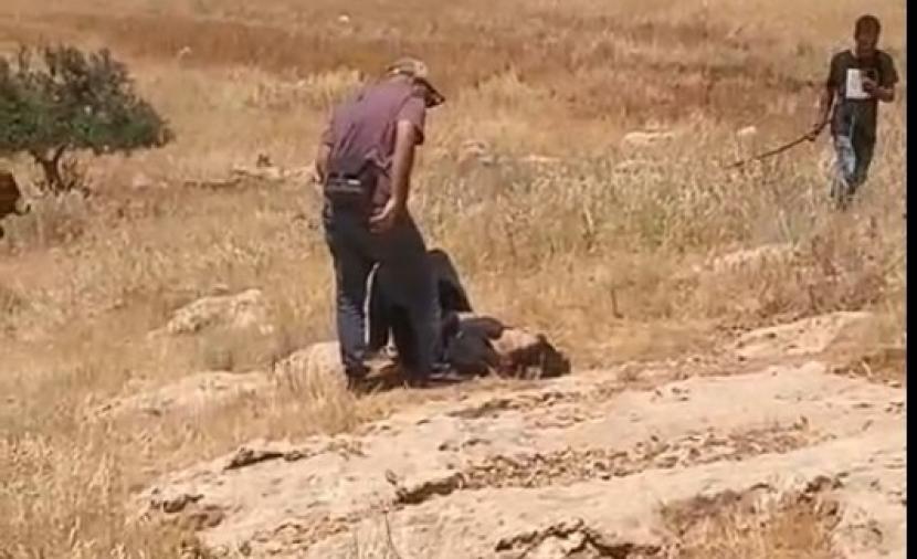 مستوطنون يعتدون على ناشطة أجنبية قرب الخليل