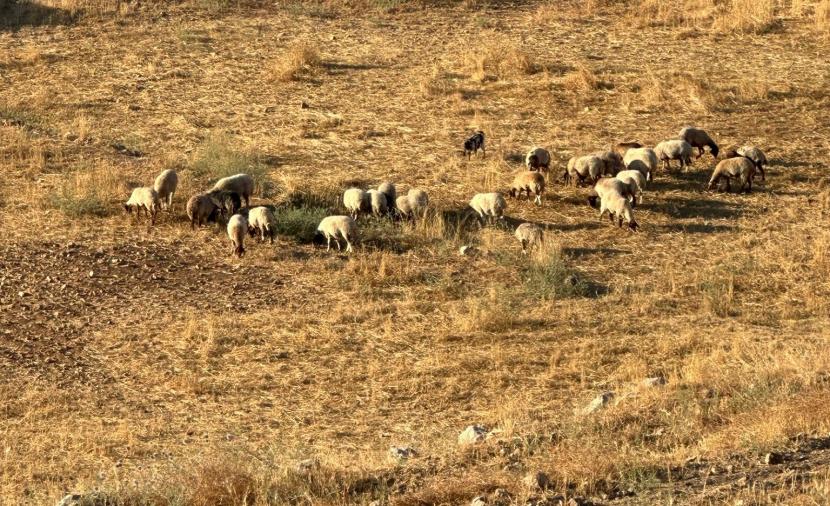 مستوطنون ينفذون اعتداءات في يطا والسموع