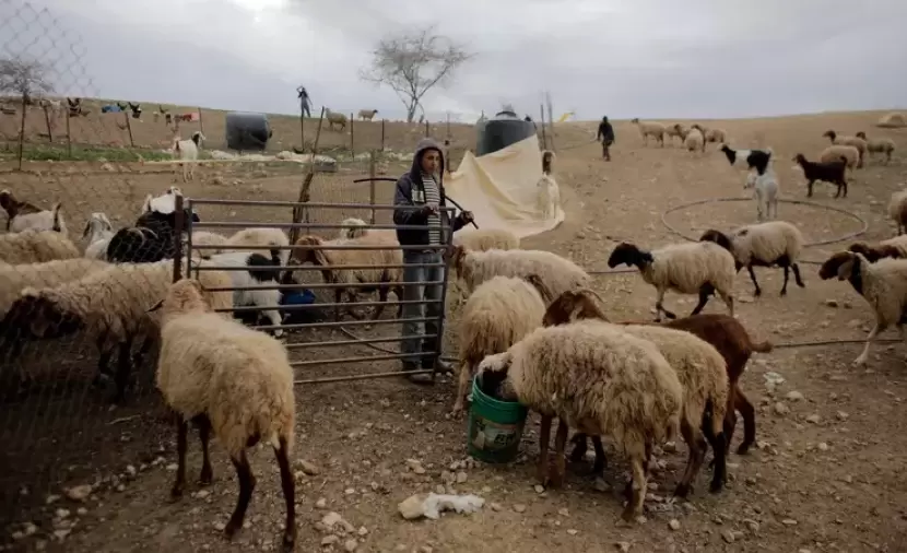 مستوطنون يتلفون مزروعات فلسطينية في المغير