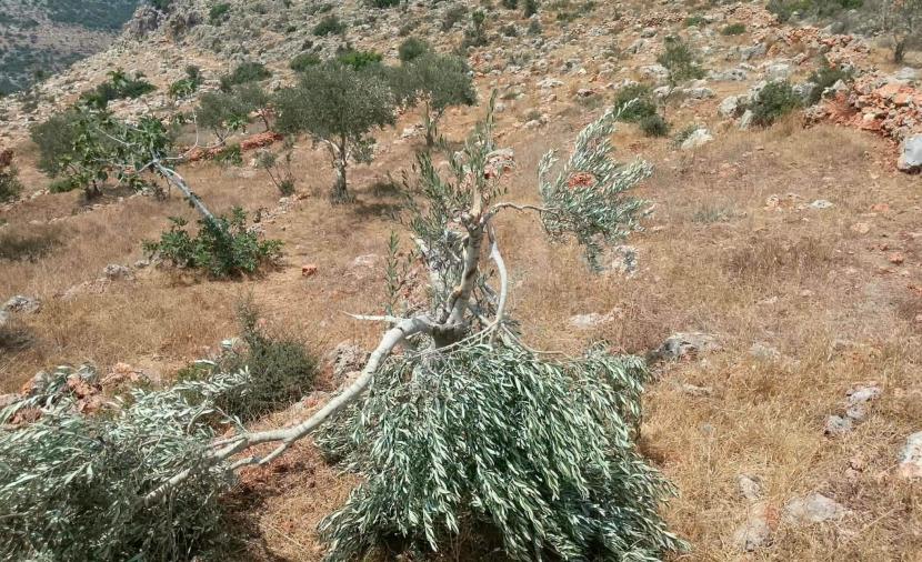 الاحتلال يقتلع 40 شجرة زيتون معمرة ويجرف أراضي غرب جنين