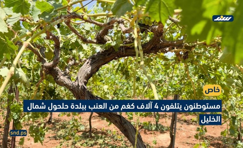 مستوطنون يتلفون 4 أطنان من العنب في حلحول