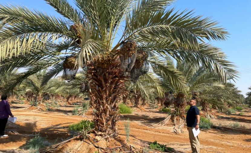 الزراعة تقدر انتاج التمور بـ 26 ألف طن خلال 2026