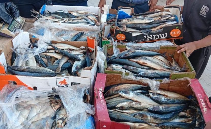 إتلاف 100 كغم من الأسماك الفاسدة في خان يونس
